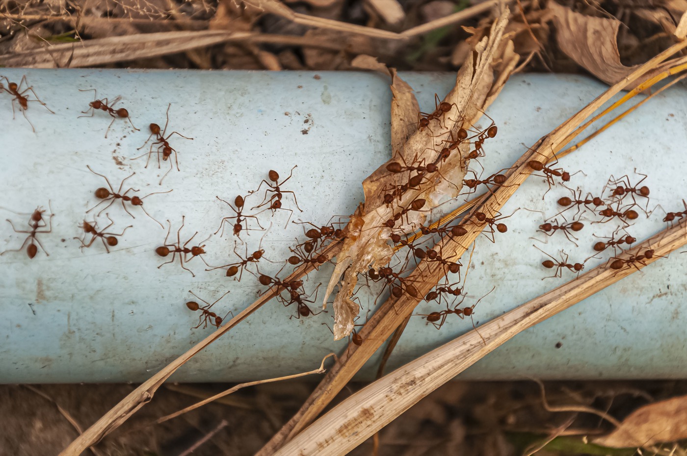 Residential ant control