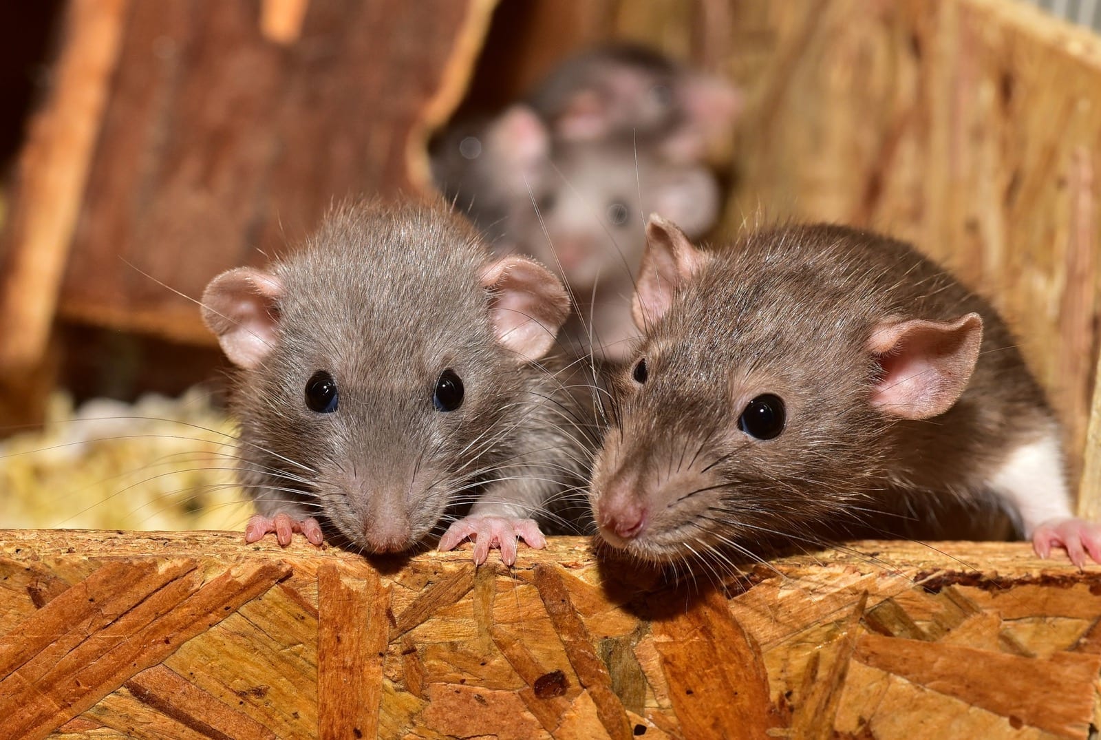 Pest control slide 2