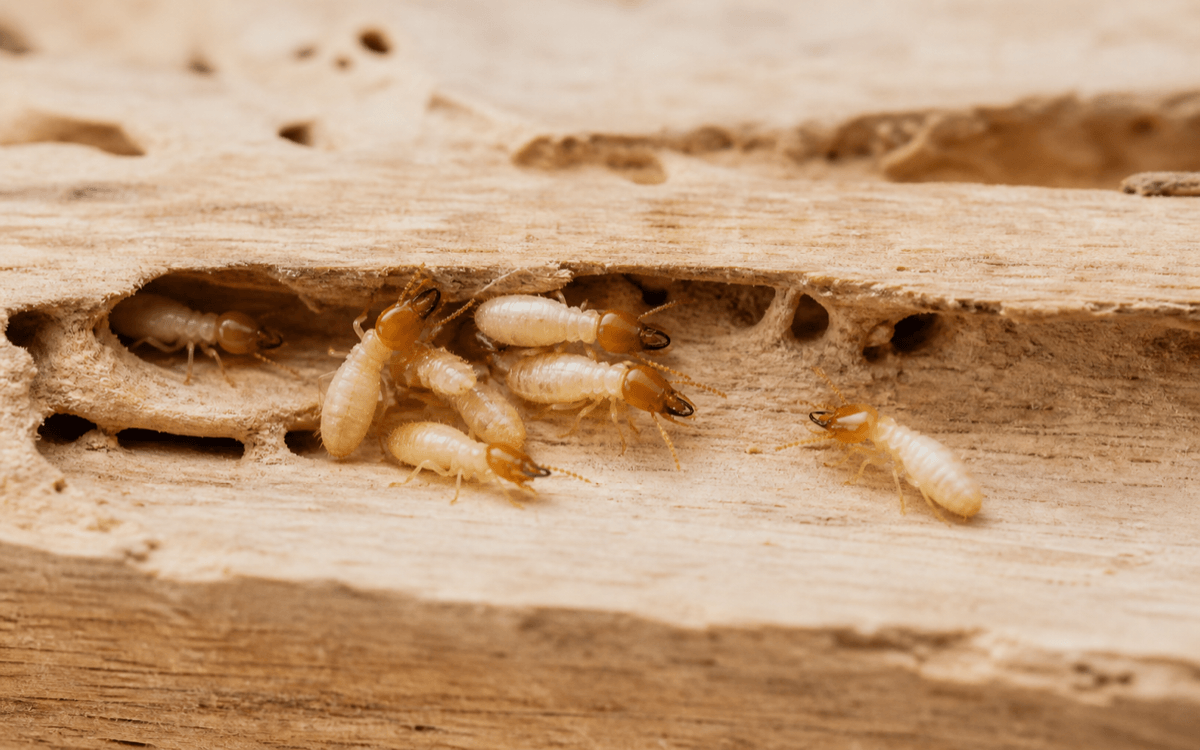 Residential termite control and wood damage inspection