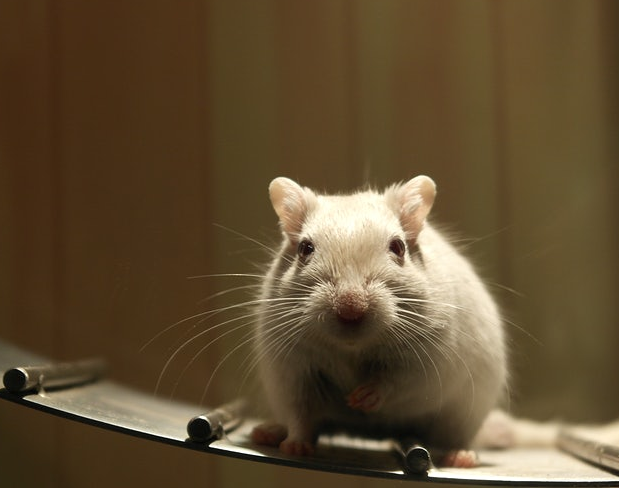 Residential rodent control